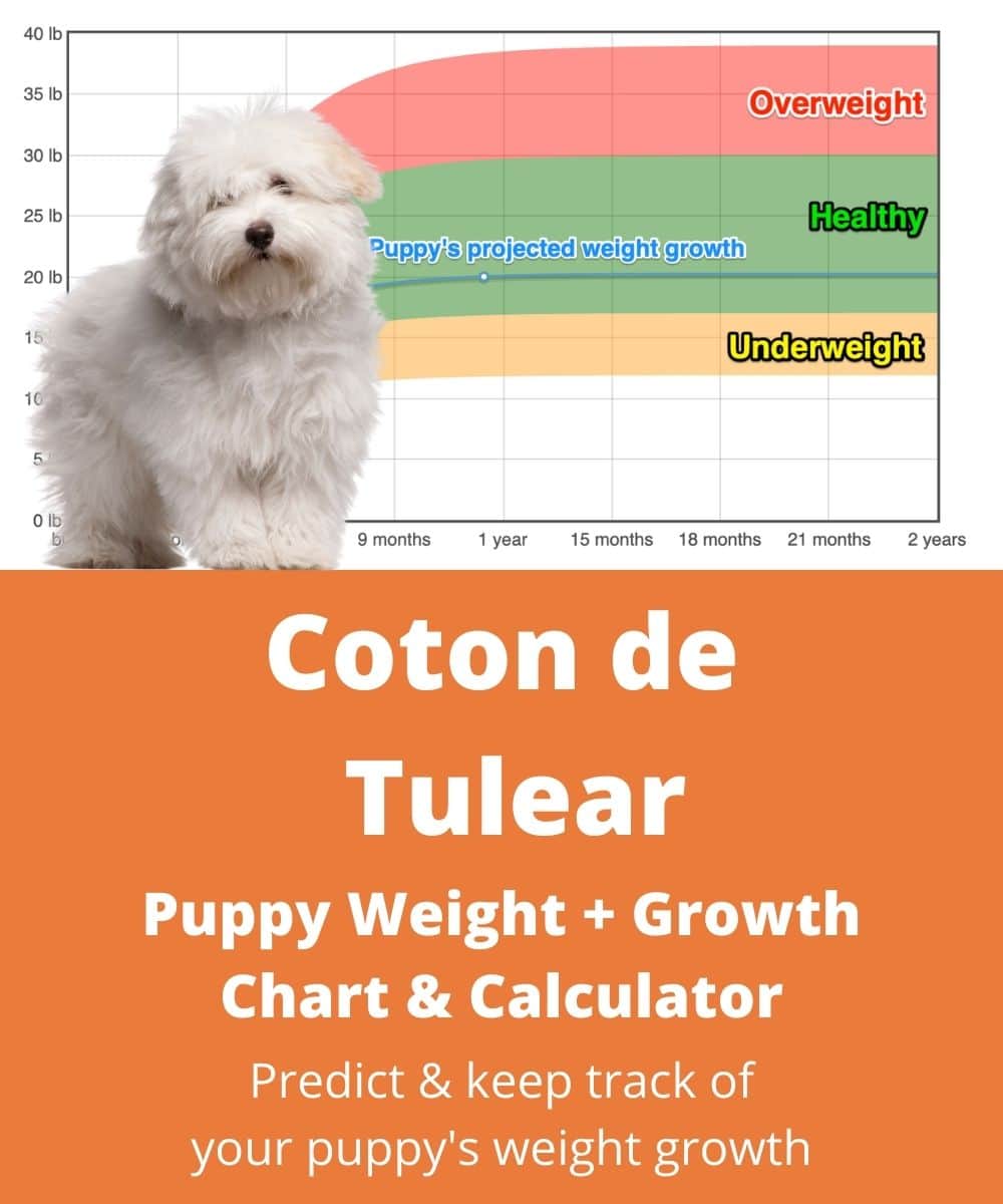 coton-de-tulear Puppy Weight Growth Chart